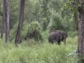 Wild Elephants