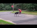 20180722 SirWrigley And Bill our rescue Great Dane showing some leg action.