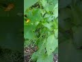 Shishito pepper plants 🌶️/zone 9b