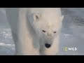 Clan of the North (Full Episode) | Kingdom of the Polar Bears