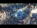 #4🦅Sea Eagle Nest／Sea-EagleCAM4 Live Stream