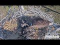 SWFL Eagles ~ FIERCE Fight On Nest! M15 FORCIBLY KICKS Intruder Out To Protect His E's! 2.15.23