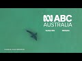 Shark filmed circling surfers at Plettenberg Bay, South Africa | ABC Australia