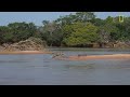 Jaguar Attacks Crocodile Cousin (EXCLUSIVE VIDEO) | National Geographic