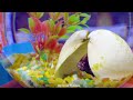 Aquarium Showcase 4K Video HD - Discovering a Hidden Paradise Beneath the Underwater