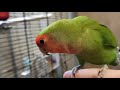 Parrot Totosha