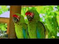 Macaw Birds in 8K HDR 60FPS | Colorful Beautiful Birds | Birds Sound