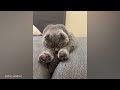 When Your Cat Keeps Doing Strange Things 😹 Funny Cat Videos of 2024 🤣
