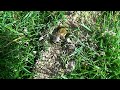 Bee digging a hole