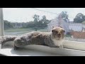 Peanut squirrel on the window sill sunbathing 