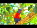 COLORFUL BIRDS | THE AMAZING RAINBOW LORIKEETS | RELAXING BIRD SOUNDS | STRESS RELIEF | EXOTIC BIRDS