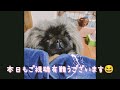 ご登録者様が三百人になりました！皆様に感謝申し上げます😆#犬 #ペキニーズ #感謝 #アポロ