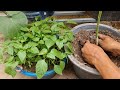 New Way To Graft Papaya Tree l Best method