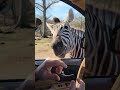 good old derpy zebra