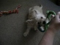 DOING THE ROPE TOY DANCE!