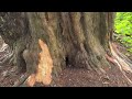 Standlynch - Lord Nelson’s Abandoned Family Chapel