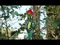 Eastern Rosella 4K - Iconic Australian Birds