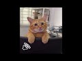 Funny Cats Videos 2024 😸 Funny Cat Videos − Funny Cats