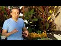 How to Grow Papayas in Containers or in the Ground. // Complete Growing Guide