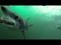 Mako shark attacking a PelagicView dredge