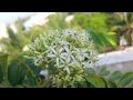 Terrace Garden Tour 🌿 | Explore Our Green Oasis