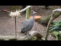 Reichenow's Helmeted Guineafowl