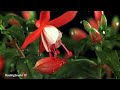 Gentle Rain on the Flower | Sounds With Piano Music for Sleeping and Relaxing | 10 Hour Video |