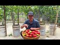 Growing Tomatoes Without Watering, Doubling Yield, And Harvesting Continuously