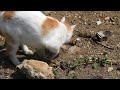 Pawtato Farming at 8 AM. #cats #catvideos #shillong #home