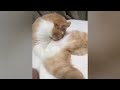 Funniest Cats And Dogs Videos 😁 - Best Funny Animal Videos 2024🥰 #7