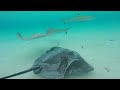 STINGRAY ATTACKS IN MOOREA!