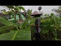 MANTAP AH, SUASANA SORE HARI DI DESA, KAMPUNG INDAH DI JAWA BARAT DI INDONESIA