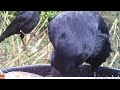 How to Keep Crows Away From Bird Feeders ⚫🪄