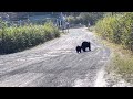 Momma and Baby Black Bear. Valdez, Alaska