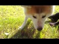 Akita Inu - Ayu H'Mitsuki Go (2 yrs) - apple trees in the afternoon