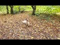 Welsh Springer Spaniel in the park