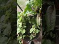 Balcony garden update