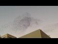 Murmuration