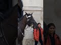 THIS IS WHY THEY WERE SCARED #horse #horseguards #kingsguard #london #royalguard #viral #omg #fyp