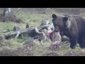 Brown Bear demolishes pig carcass