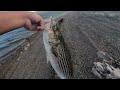 Striped Bass Fishing in Summer Time