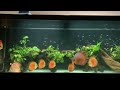 Discus Fish collection setup