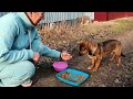 Watch how Scary Stray Puppy fall in Love with Woman who Help him