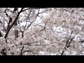 2 hours relaxing music for sleep with 4K CHERRY BLOSSOMS footage for peaceful dreams