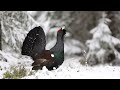 Attacked by a Bird! ⎸ Photographing a Crazy Capercaillie