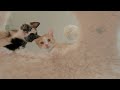 Meow-ditation With Canon: Finding Zen With Kittens in 180° VR