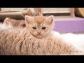 Kittens get the best care from Mom and Me! So adorable!