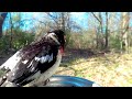 Red-Breasted Grosbeak at the Bird Photo Booth