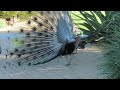 Peahen Watches Another Peahen Mating: Peacock Mating 24