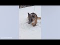 German Shepherds Are Hilariously Cute 🤣 Funny dog videos 2024